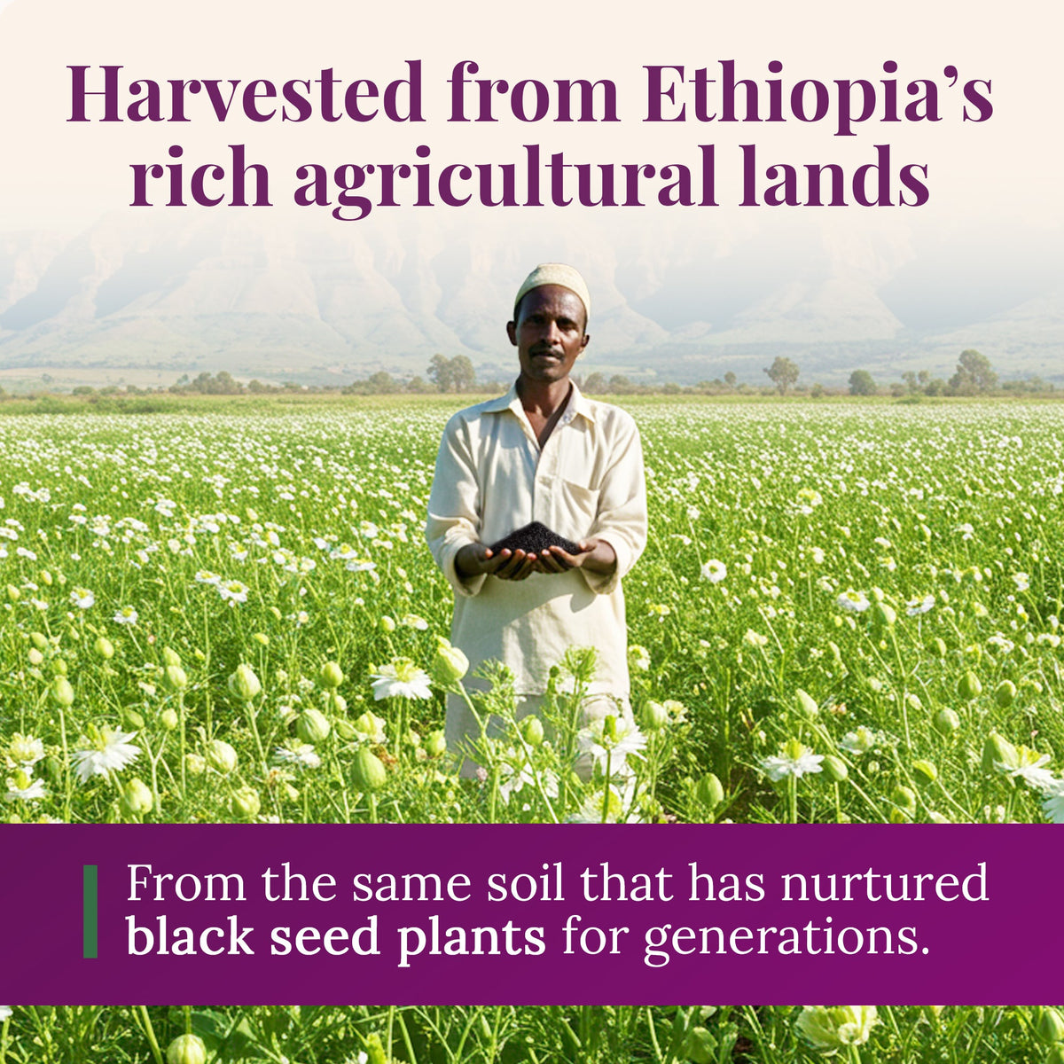 Ethiopian Black Seed Oil 5oz (GLASS)